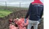 Tekirdağ’da 1 Ton Kaçak Hayvansal Ürün Ele Geçirildi