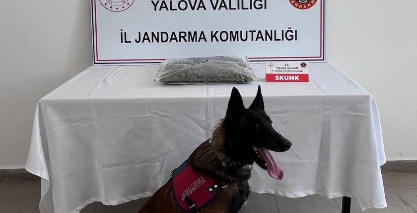Yalova’da Uyuşturucu Operasyonu: 1,5 Kilo Skunk Ele Geçirildi