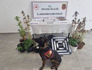 Yalova’da Evini Uyuşturucu Seralarına Çeviren Şüpheli Yakalandı: İklimlendirme Sistemi Kurmuş