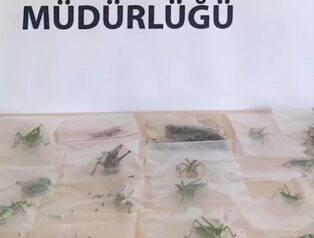 Adıyaman’da Çekirge Toplayan 3 Yabancı Uyruklu Şahsa 2 Milyon 97 Bin Lira Ceza