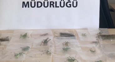 Adıyaman’da Çekirge Toplayan 3 Yabancı Uyruklu Şahsa 2 Milyon 97 Bin Lira Ceza