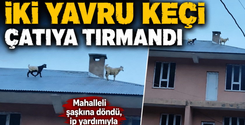Van’da Çatıya Çıkan Yavru Keçiler Mahallede Heyecan Yarattı
