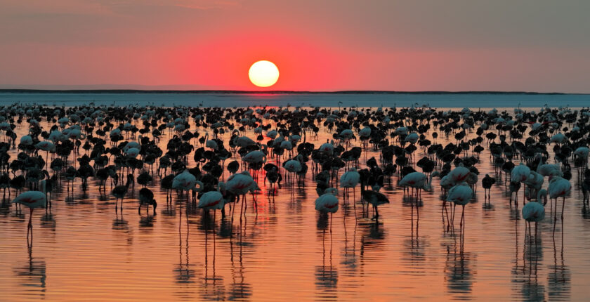 Bakan Kurum Paylaştı: Tuz Gölü’nde Flamingo Popülasyonu Zirveye Ulaştı